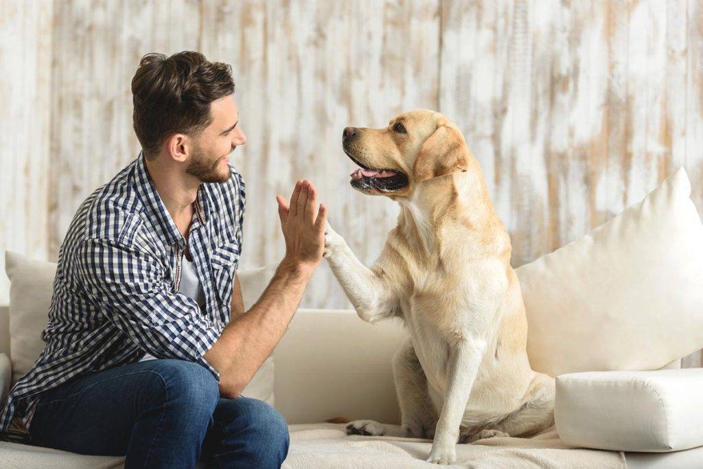 rimuovere i peli degli animali dai tessuti